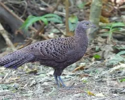 Polyplectron bicalcaratum