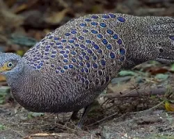 Polyplectron bicalcaratum