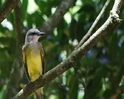 Tyrannus melancholicus