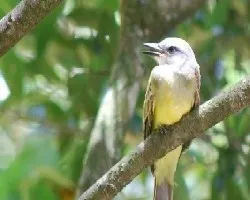 Tyrannus melancholicus