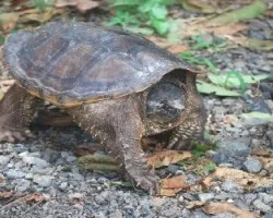 Tortuga