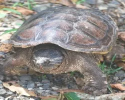 Tortuga terrestre 2
