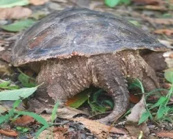 Tortuga terrestre 3