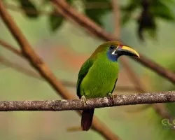 Aulacorhynchus prasinus