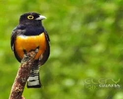 Trogon caligatus