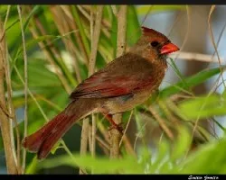 Cardinalis cardinalis