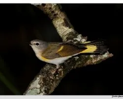 Setophaga ruticilla