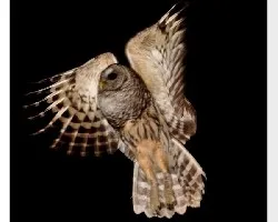 Strix varia