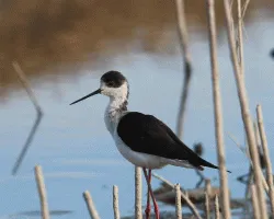 Himantopus himantopus