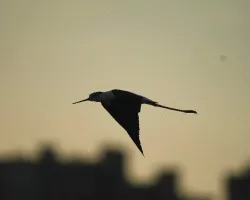 Himantopus himantopus