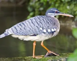 Eurypyga helias