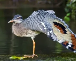 Eurypyga helias