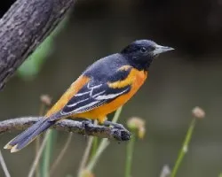 Icterus galbula