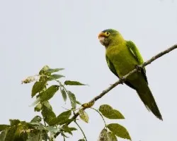 Aratinga canicularis