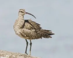 Numenius phaeopus