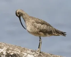 Numenius phaeopus