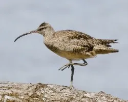 Numenius phaeopus