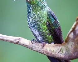 Heliodoxa jacula