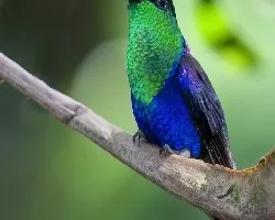 Thalurania colombica
