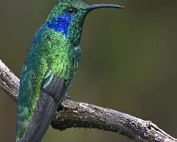 Colibri thalassinus