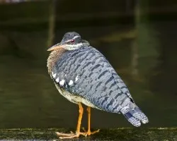 Eurypyga helias