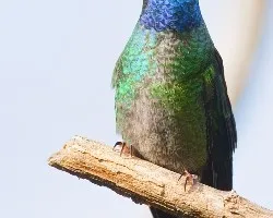 Eugenes fulgens