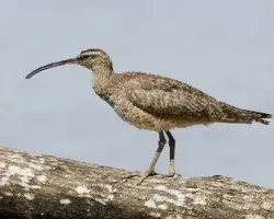 Numenius phaeopus