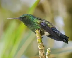 Amazilia saucerrottei