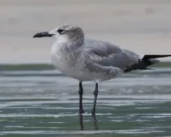 Leucophaeus atricilla