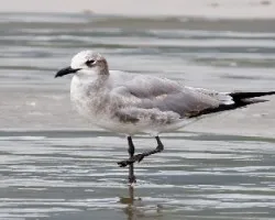 Leucophaeus atricilla