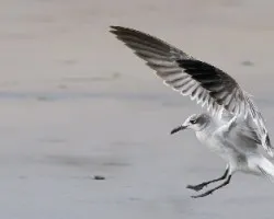Leucophaeus atricilla