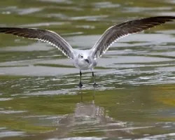 Leucophaeus atricilla