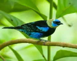 Tangara larvata