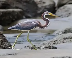 Egretta tricolor