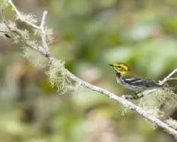 Setophaga virens