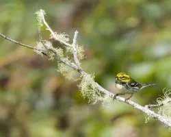 Setophaga virens
