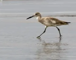 Tringa semipalmata