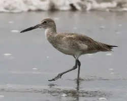 Tringa semipalmata