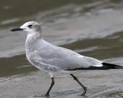 Leucophaeus atricilla