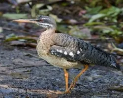 Eurypyga helias