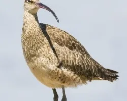 Numenius phaeopus
