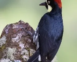 Melanerpes formicivorus