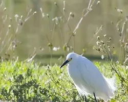 Egretta thula