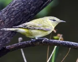 Oreothlypis peregrina