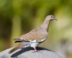 Zenaida asiatica