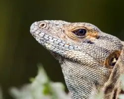 Iguana