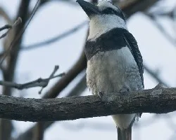 Notharchus hyperrhynchus
