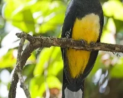 Trogon melanocephalus