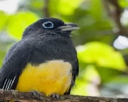 Trogon melanocephalus