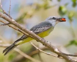 Tyrannus melancholicus